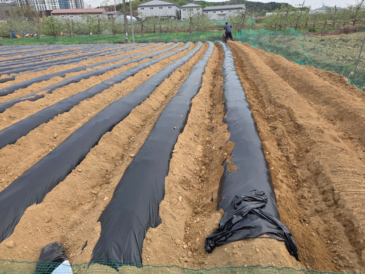 이지멀칭 시공 현장